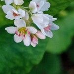 Fagopyrum esculentum Flower