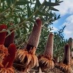 Banksia blechnifolia Alkat (teljes növény)