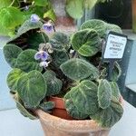 Streptocarpus ionanthus subsp. velutinus (B.L.Burtt) Christenh.Flor