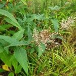 Persicaria wallichii 花