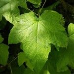 Rubus odoratusKukka