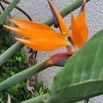 Strelitzia reginae Lorea