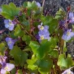 Cymbalaria muralis Blad