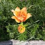 Lilium bulbiferumFlower