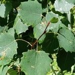 Populus tremula Blatt