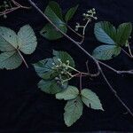 Parthenocissus semicordata Habitus