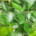Rotheca myricoides पत्ता