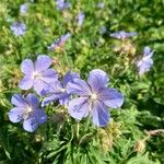 Geranium pratenseЦвят