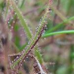 Drosera binata ᱥᱟᱠᱟᱢ