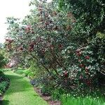 Rhododendron thomsonii Hábito