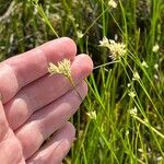 Rhynchospora alba Flower