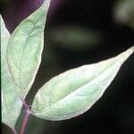 Cornus foemina Leaf