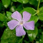 Vinca major Floro