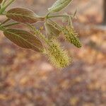 Combretum molle Flower