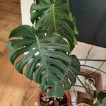 Monstera deliciosaLeaf