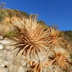 Ptilostemon hispanicus Flower