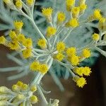 Helichrysum italicum Цветок