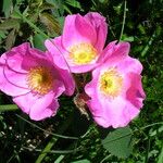 Rosa marginata फूल