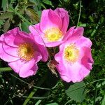 Rosa marginata Flor