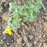 Crotalaria emarginella Flor