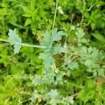 Capnoides sempervirens Hoja