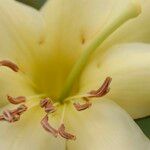 Rhododendron gardenia Flower