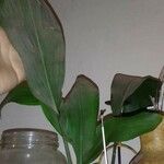 Aspidistra elatiorЛист