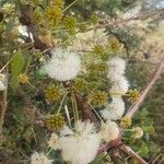 Vachellia drepanolobium Flower