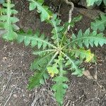 Sonchus congestus Blatt