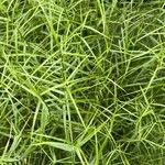 Carex muskingumensis 整株植物