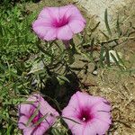 Ipomoea leptophylla 花