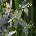 Camassia scilloides 花