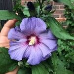 Hibiscus syriacusFlower