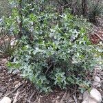 Adenocarpus anagyrifolius Hoja