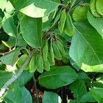 Dalbergia ecastaphyllum Fruit