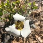 Calochortus leichtlinii Flower