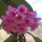 Rhododendron kesangiae Çiçek