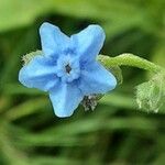 Cynoglossum amabile Λουλούδι