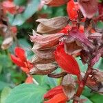 Salvia splendens Plod