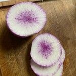 Raphanus sativus 果實