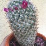 Mammillaria haageana Folha