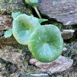 Umbilicus horizontalis Leaf