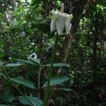 Rothmannia octomera Flower