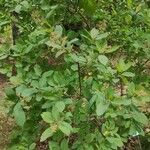 Cotinus obovatus Habitus