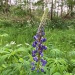 Lupinus perennis Blomma