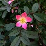 Rosa ferruginea Blomst