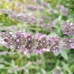 Stachys cretica Blomma