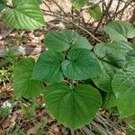 Clerodendrum speciosissimum Feuille