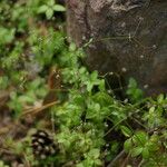 Galium rotundifolium Φρούτο