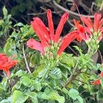 Tecomaria capensis Blüte